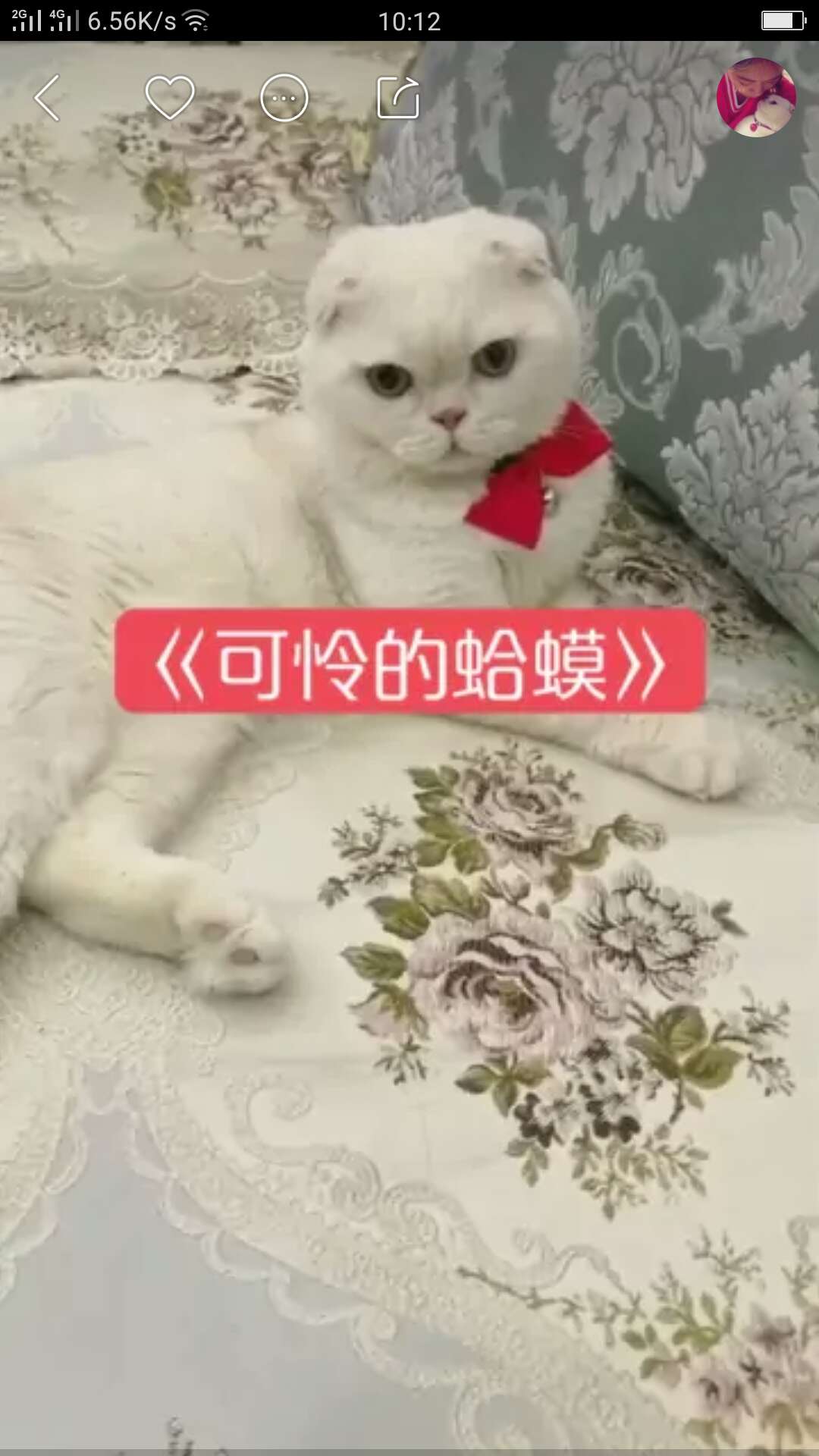 网络爆红的"刘二豆"其实是只猫,视屏中猫会说话真的会说话吗