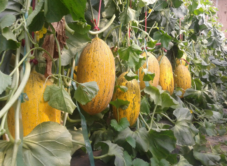 哈密瓜只能种植在新疆吗?通过下面的方法,其它地区也