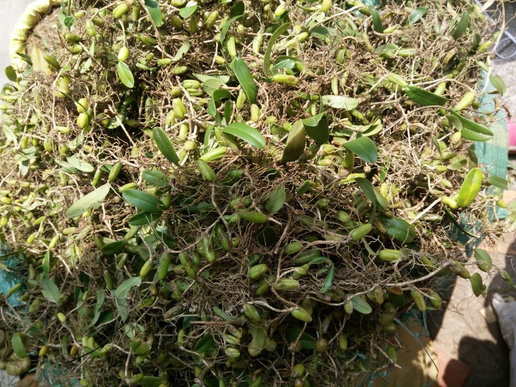 名字怪异的独脚金,全草可入药!它的这几个种植技术
