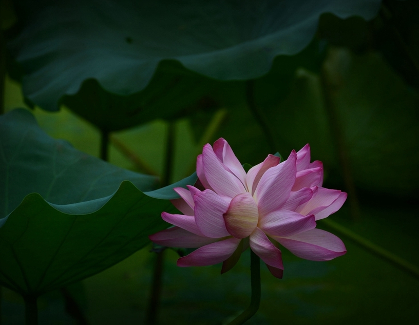 并蒂莲花语(并蒂莲花语和寓意)