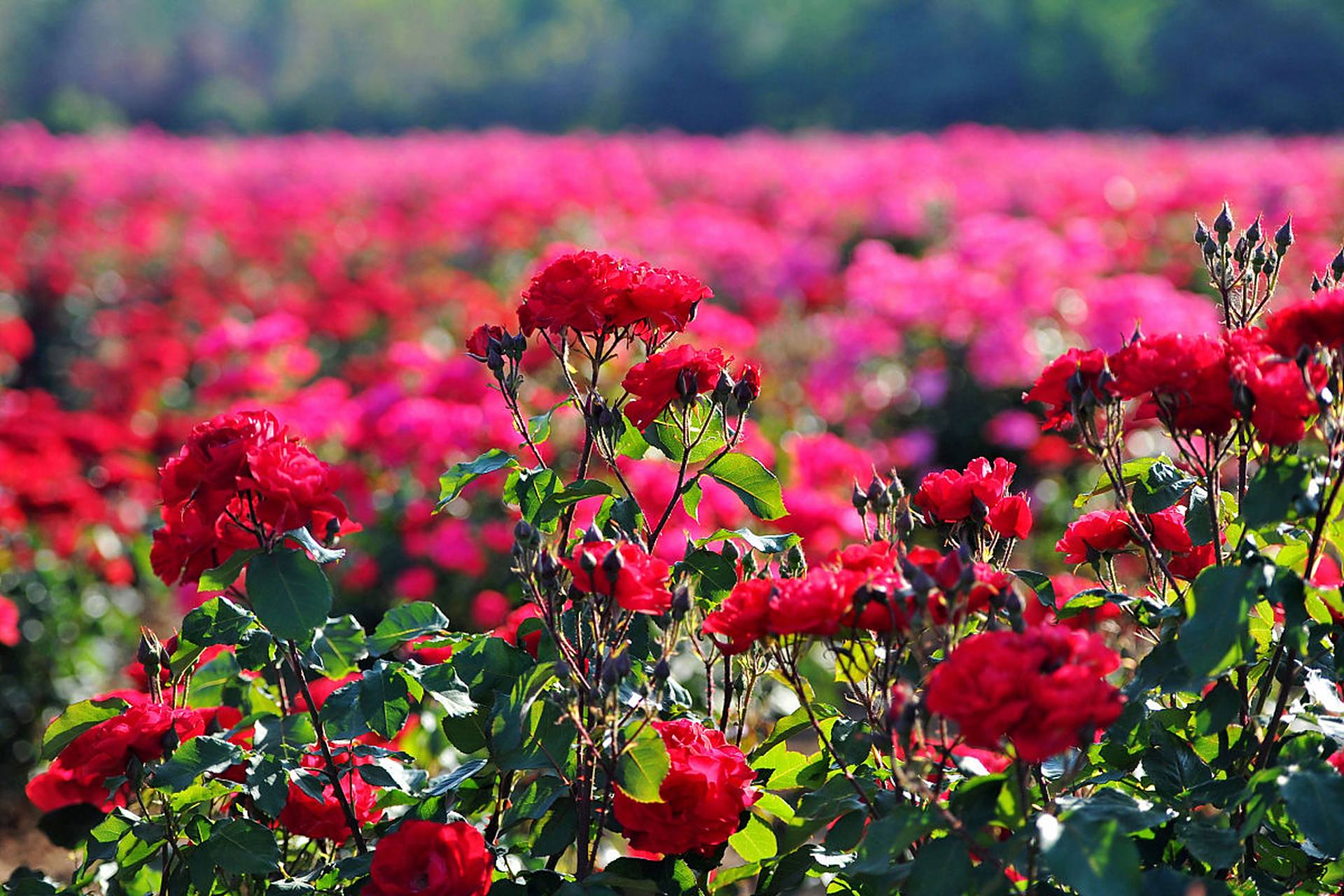 好大一片玫瑰花海!就在新都区