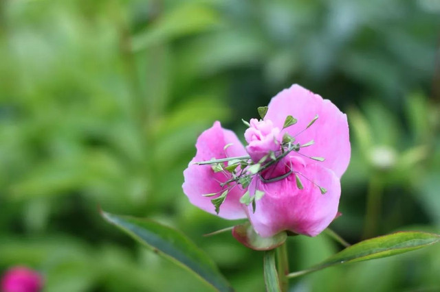 春天一定要到金堂广兴去看一望无际的芍药花!