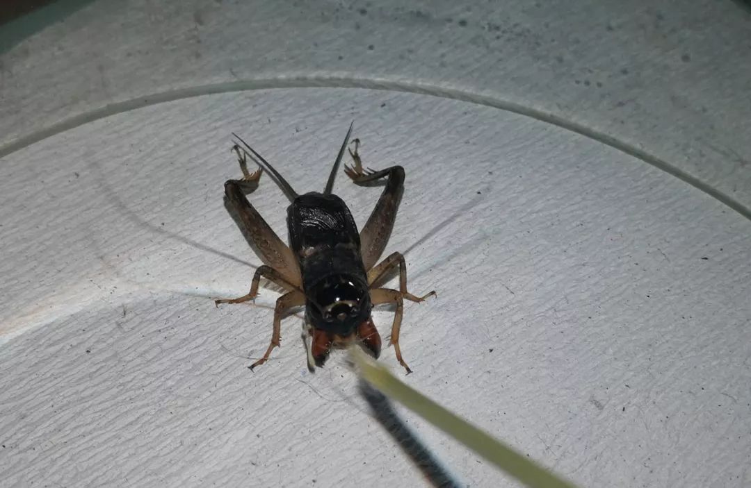 地摊红牙青批「蟋蟀」