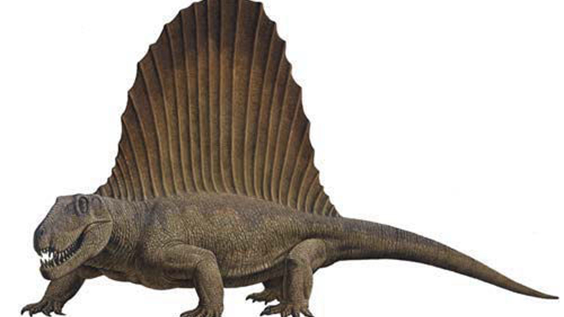 第二指比第三指略长一些,同样可以自由弯曲.