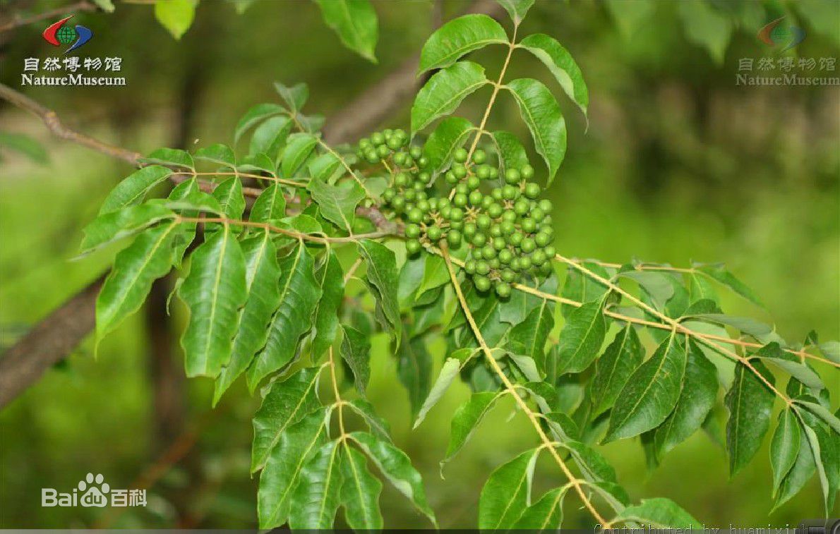 国家二级保护植物-秃叶黄檗