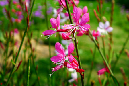 百度爱采购首页 商品专题_千鸟花流动的空气 千鸟花