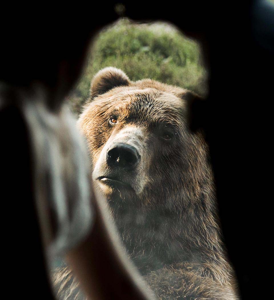 一對新人去動物園拍結婚照,後面的棕熊表情亮了!熊