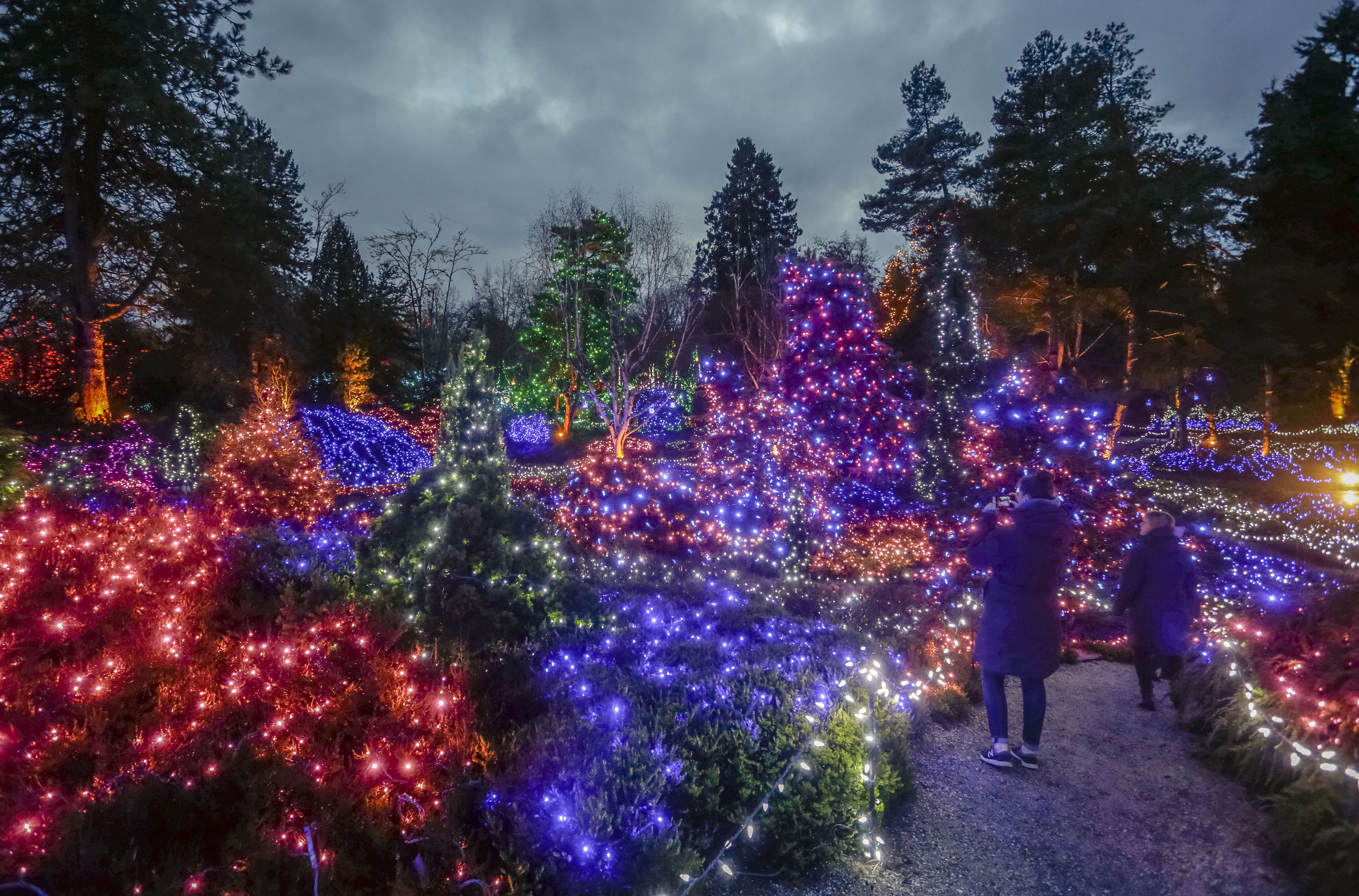 温哥华植物公园圣诞灯节开幕