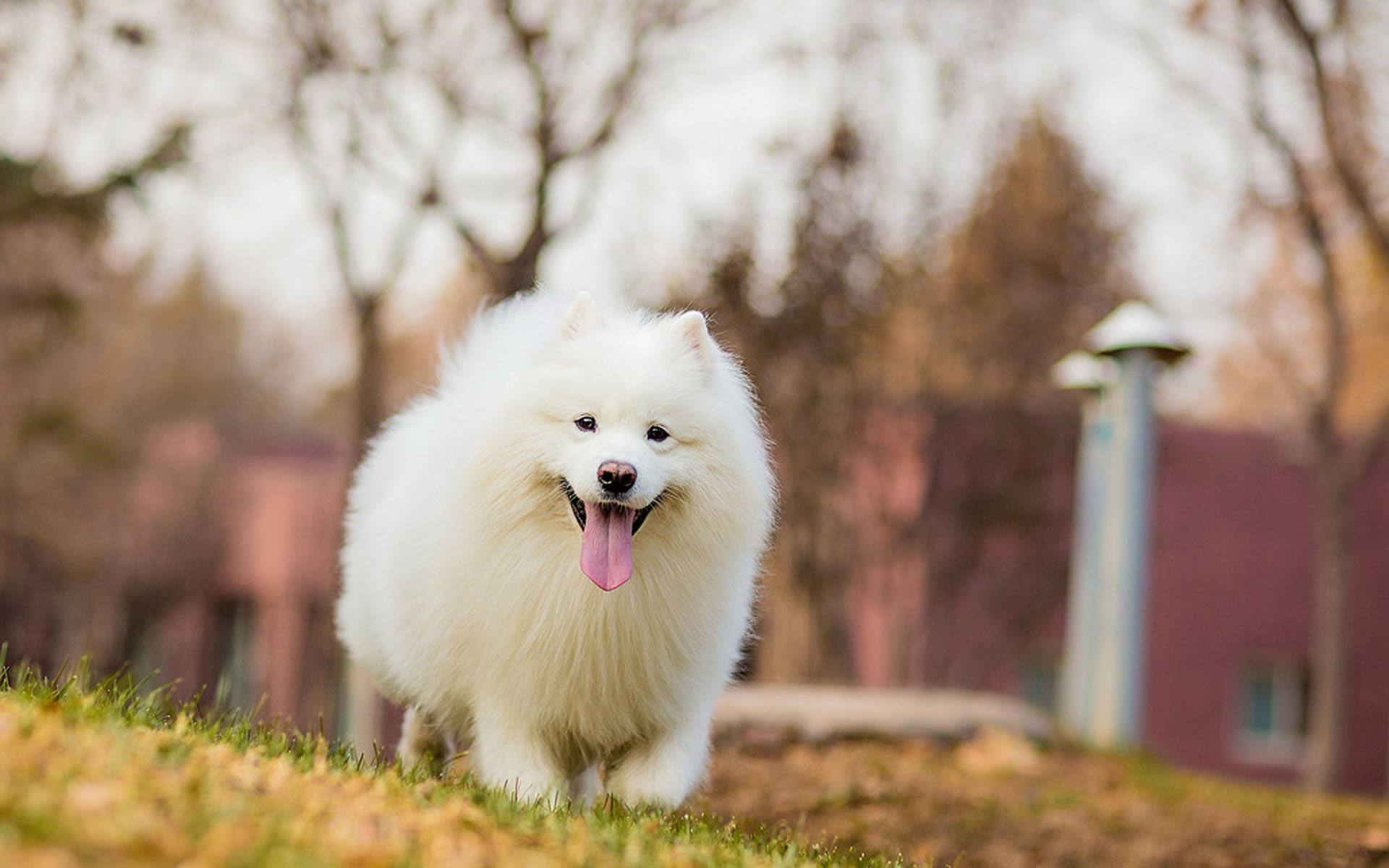 最好养的狗 baijiahao.baidu.com