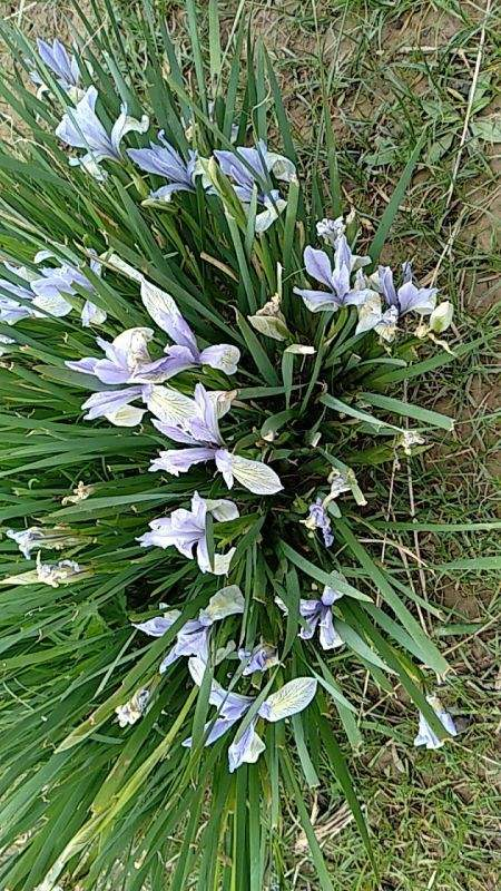 中国边境固沙神草,能把沙漠变绿洲,开出蓝花海引游客拍照