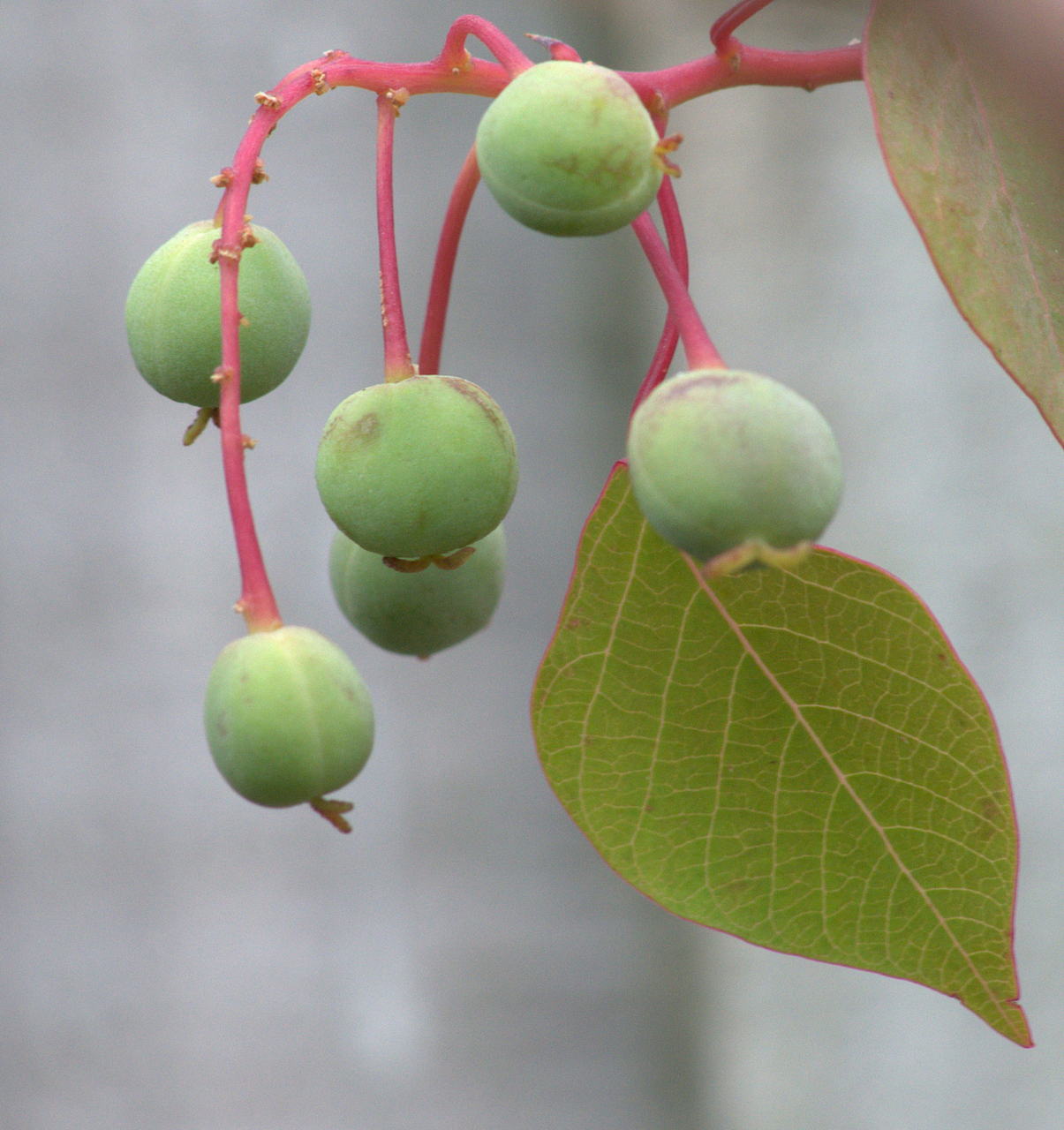 木奶果种植是一个高收益的创业项目,木奶果富含营养成分,市场前景广阔