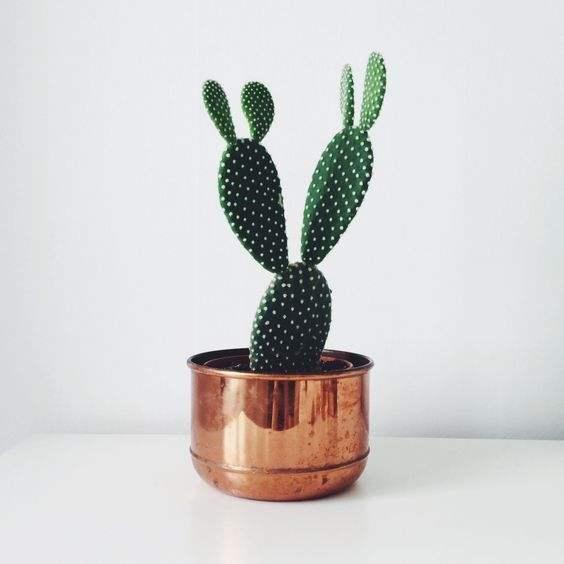 枝叶全是刺内心却"柔软",仙人掌造型奇特好养,全因这个故事