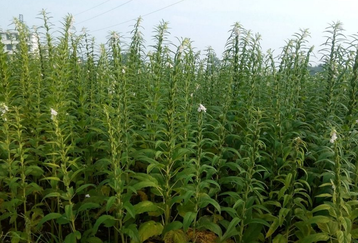 芝麻树的样子图片