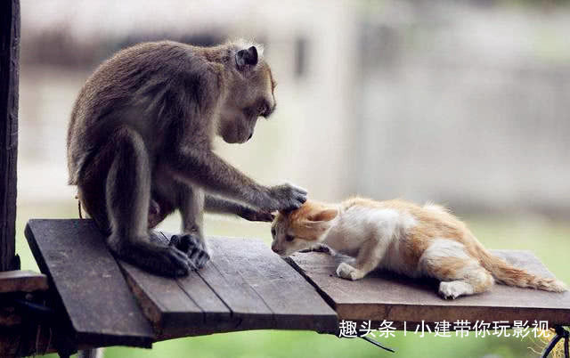 猴哥和橘猫一起玩耍,下一秒猴子的动作亮了,吧友:好淘气