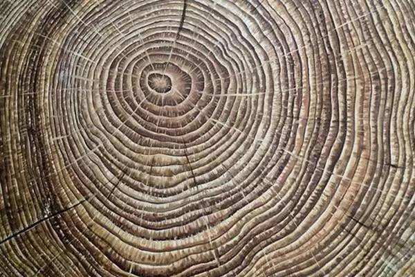 年轮到底有什么用?
