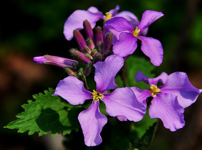 1种野菜,开出一片"花海",比长春花美,耐寒好养,最适合新手