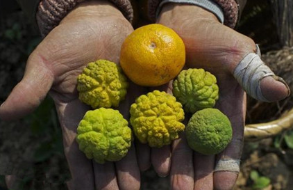 6种"变异"水果,你见过几种?图6很多人都认不出来!