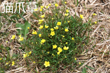 4月发文:猫爪草和猫须草有什么区别?