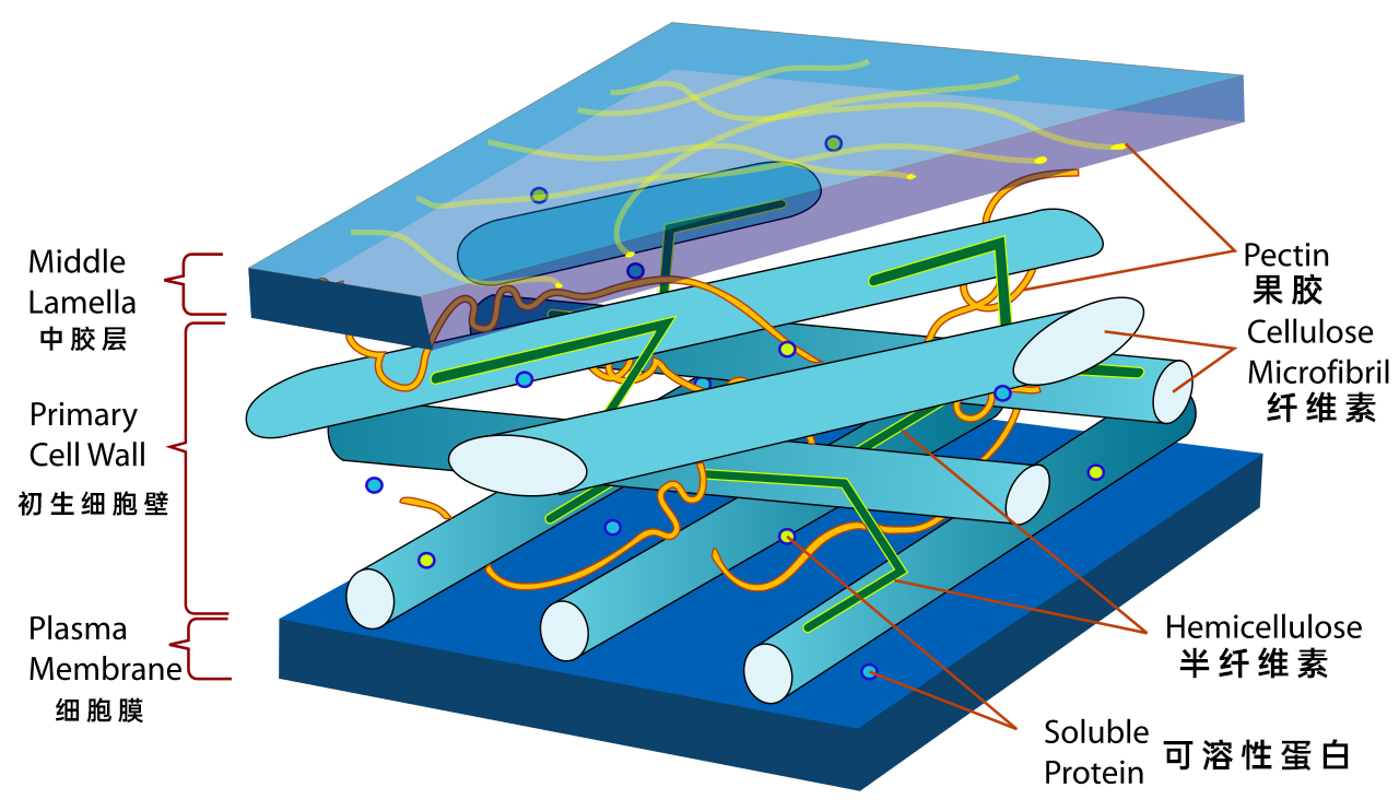 植物的细胞壁
