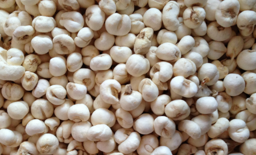 平贝母功效多,种植平贝母的效益不错,平贝母的一些种植技术分析