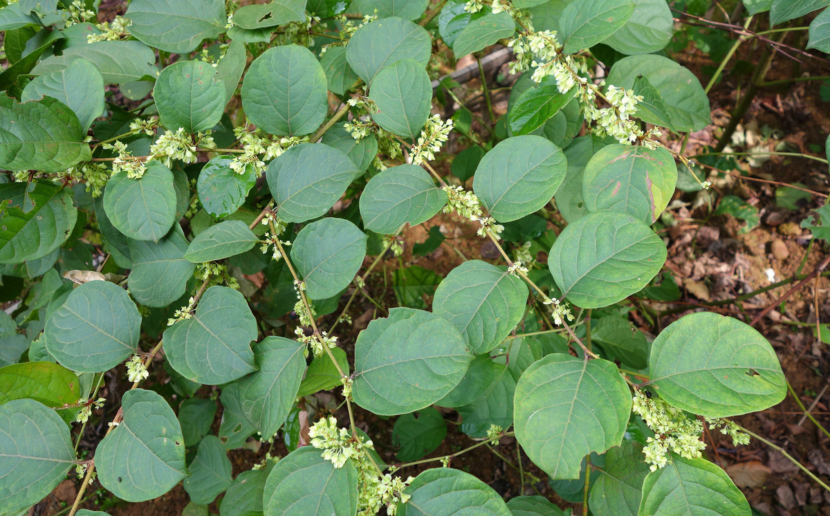 让欧洲人头疼的日本虎杖是什么植物?