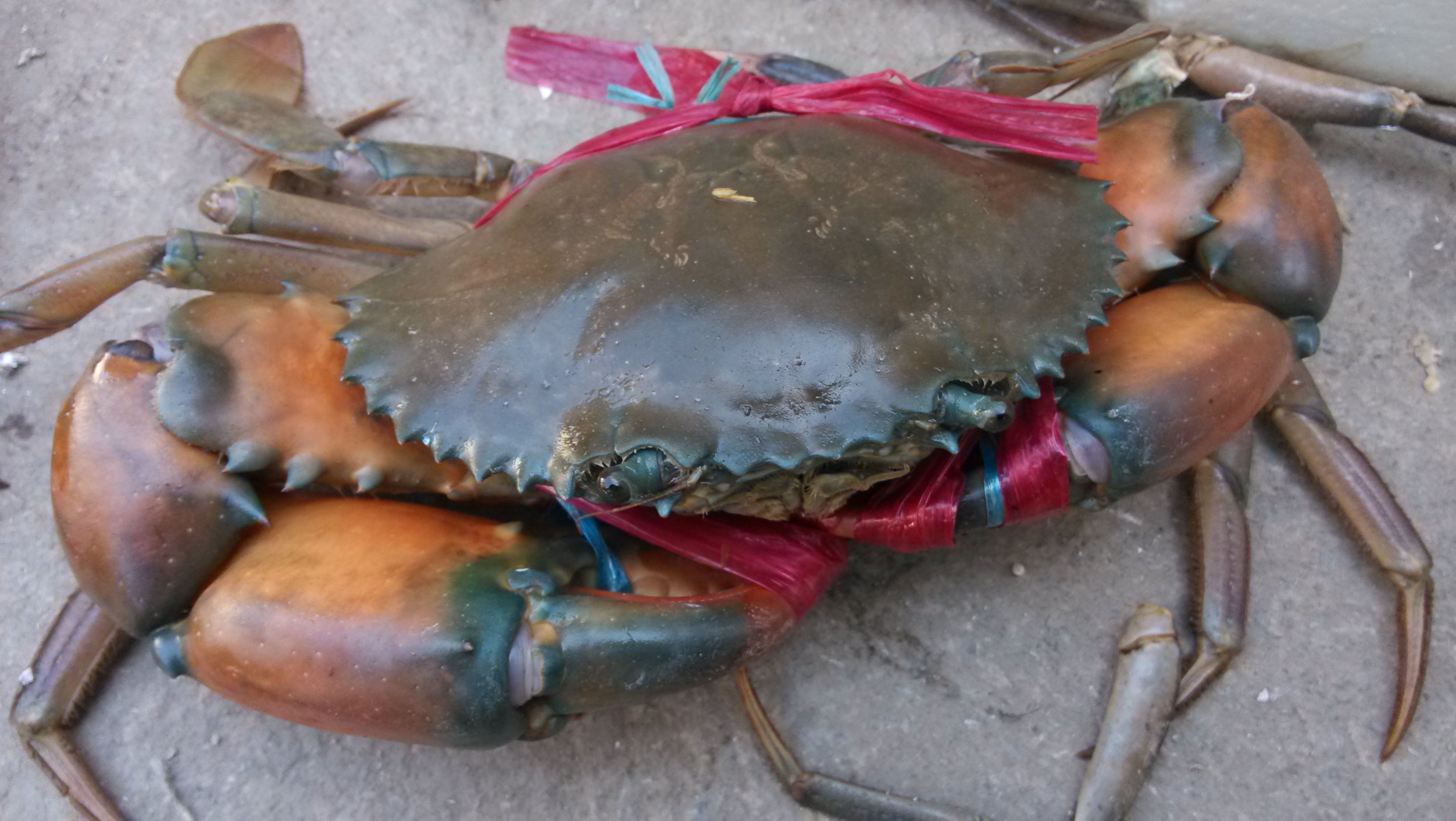 简单科谱青蟹的认知