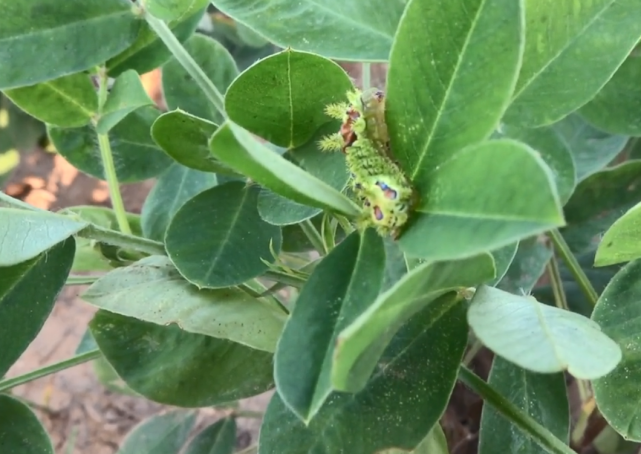 如有侵权请告知删除 这种刺辣子浑身是刺,颜色跟花生叶差不多,不仔细