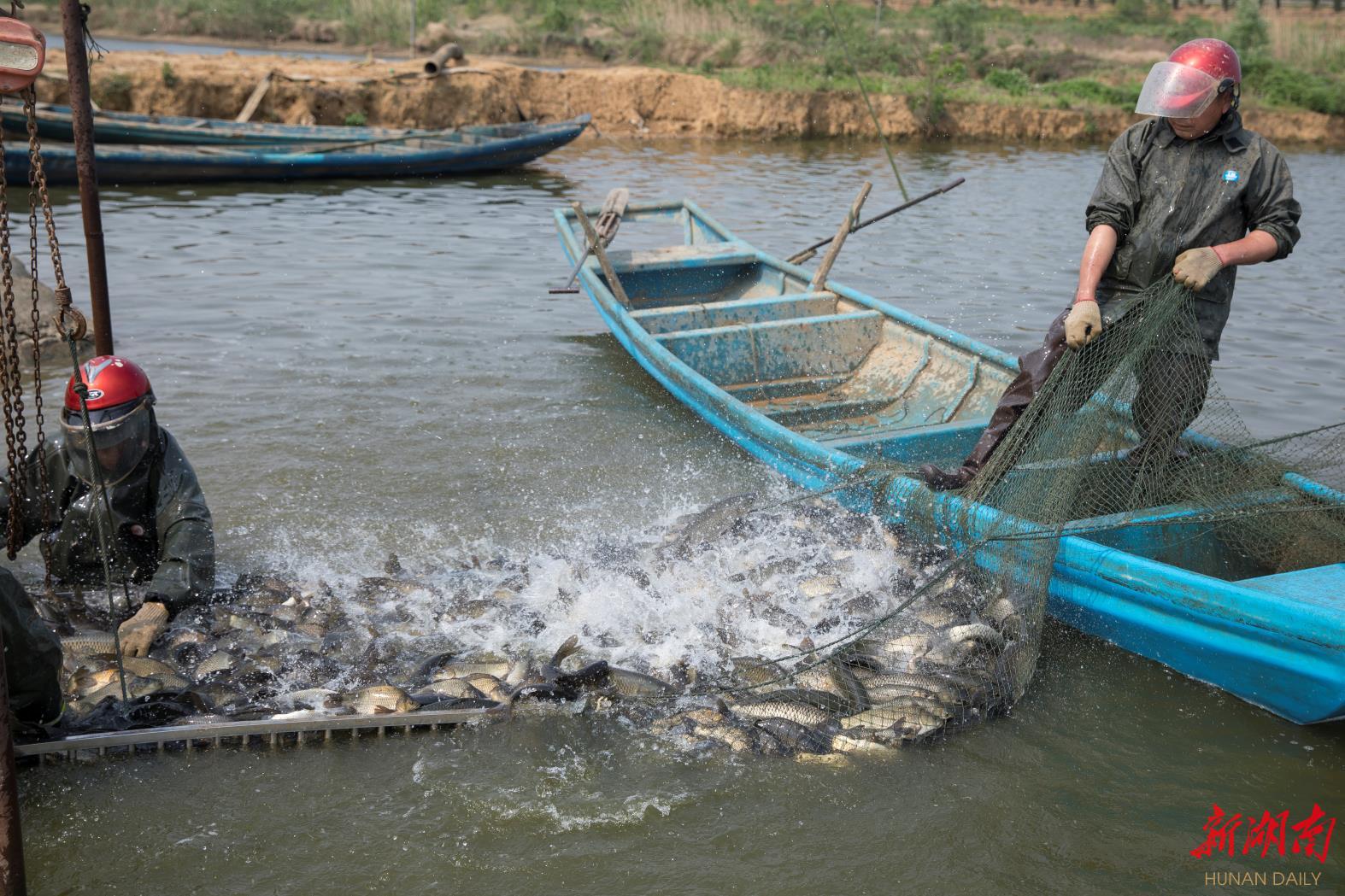 有价有市,湘鲫畅销!汨罗水库渔场陷入"幸福的烦恼"
