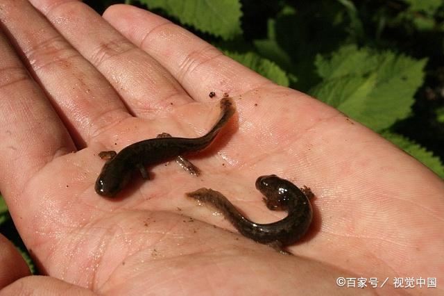 娃娃鱼的人工饲养 娃娃鱼如何饲养娃娃鱼繁殖饲养管理方法