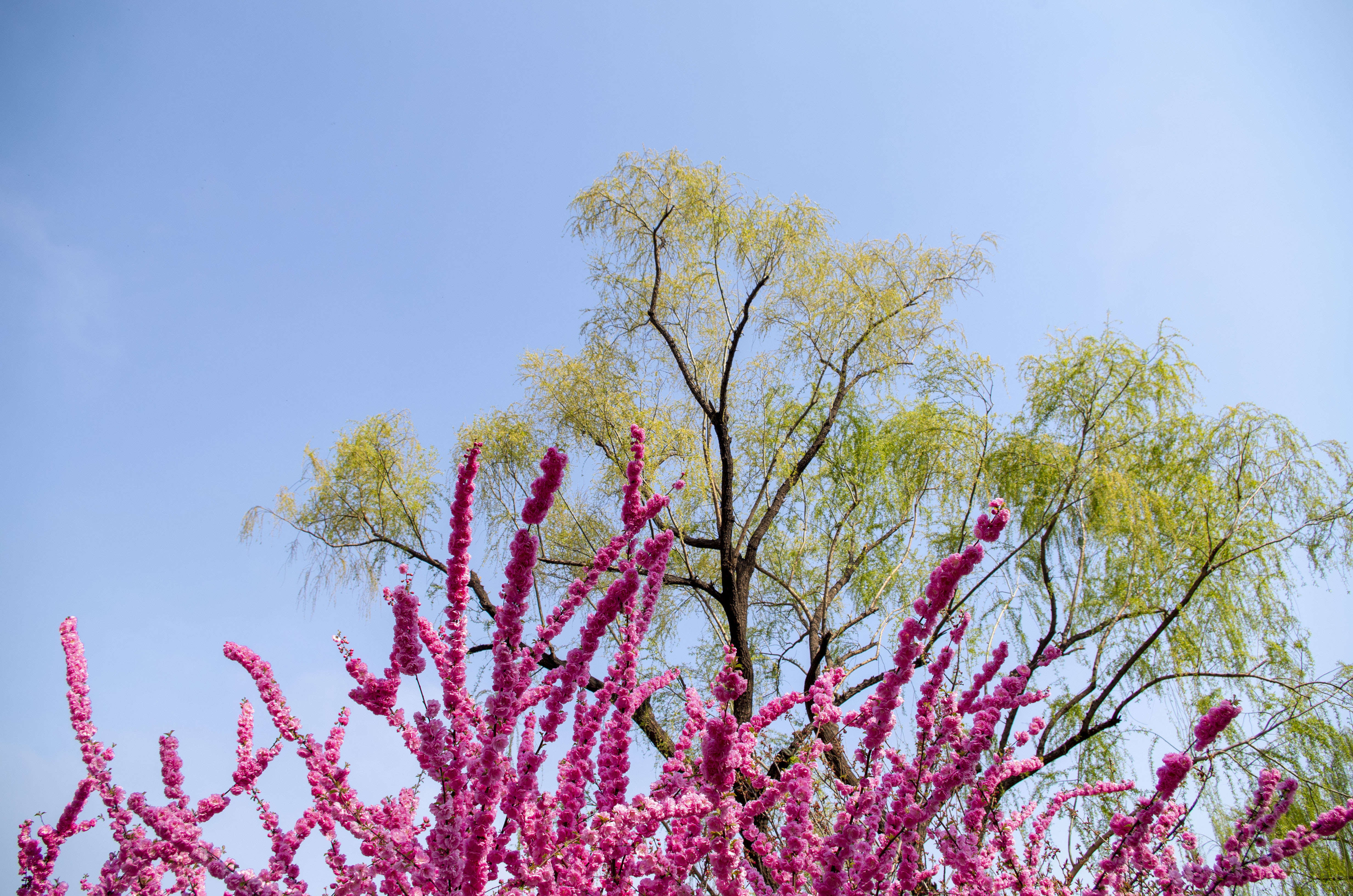 桃花美桃花开