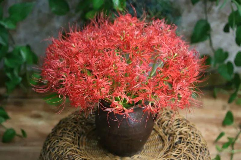 她7岁开始养花,一养30年,终于实现花园梦!