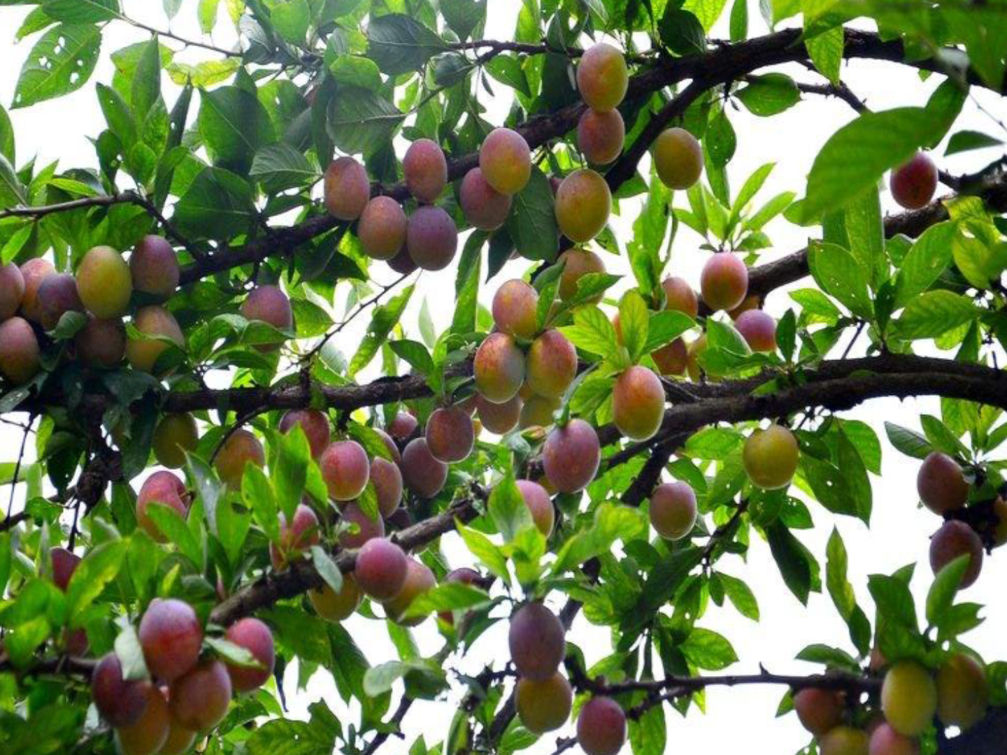 农村的李大爷因为家里的李子多得实在吃不了了,只能挑着箩筐到集市