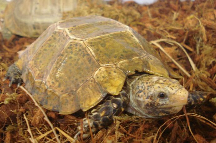 国家重点保护等级:二级 生效年代:1989 中国濒危动物红皮书等级:濒危