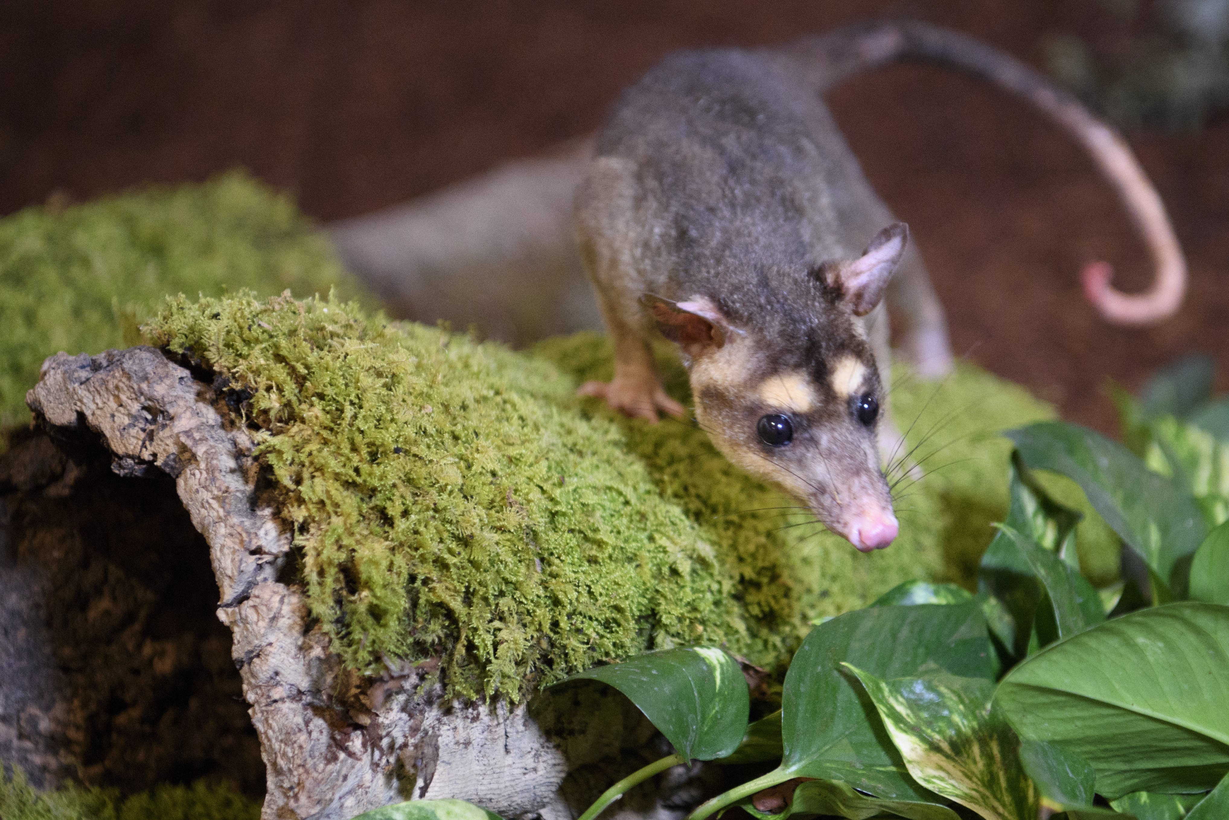 [6](外代二线)珍奇动物展