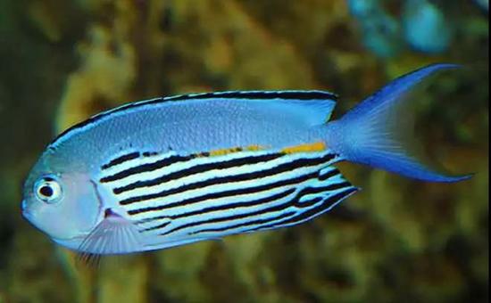 百度爱采购首页 商品专题_观赏鱼俗称蓝宝新娘.雌雄斑纹不同.