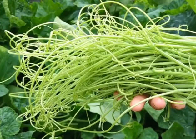 老农在南瓜田里面,摘的不是南瓜也不是藤,原来是这不起眼的部分