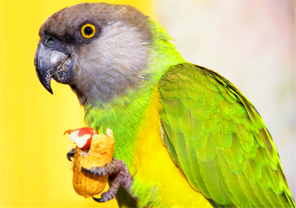 美丽的塞内加尔鹦鹉怎么喂养最好?听听铲屎官怎么说