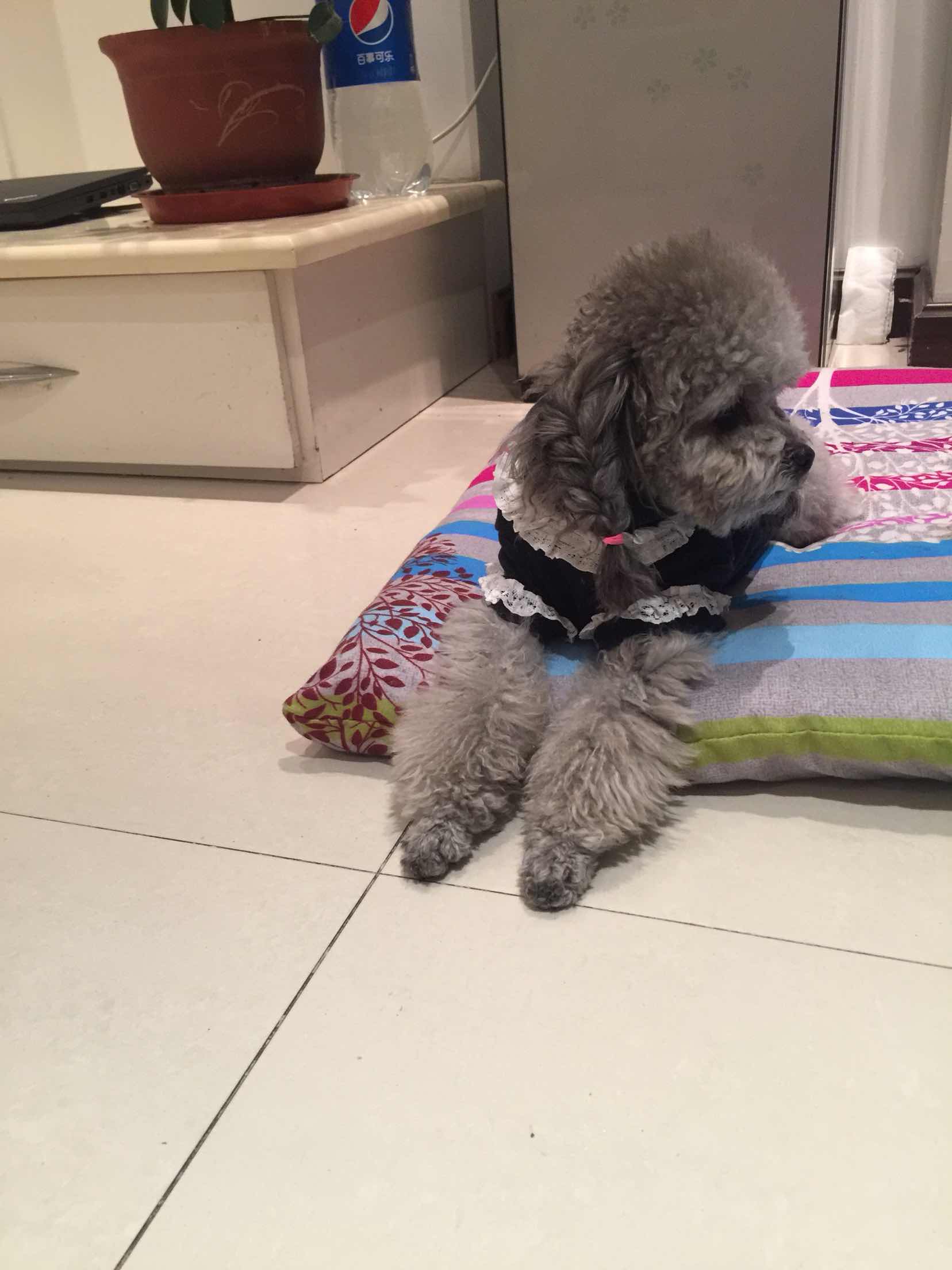 两只可爱的泰迪犬,其中一只的经历让人痛心,希望狗狗都能被善待