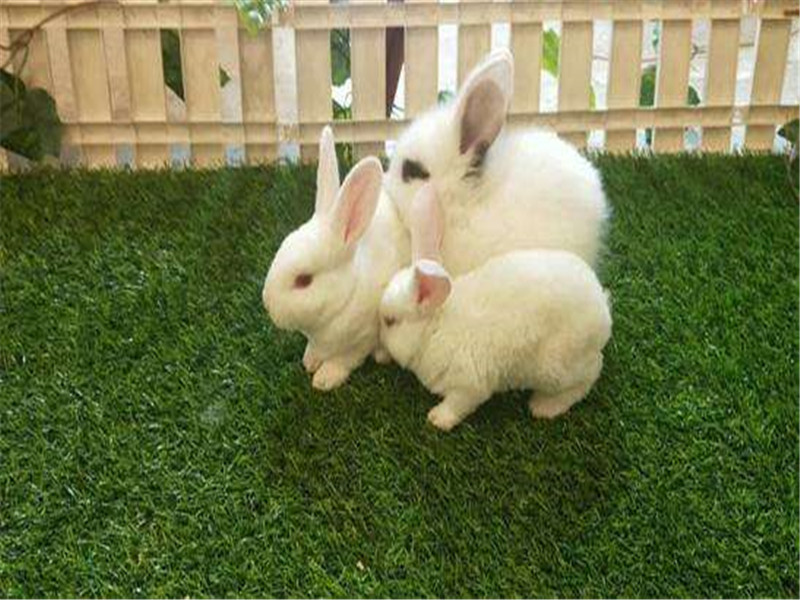 麻兔- 热门商品专区