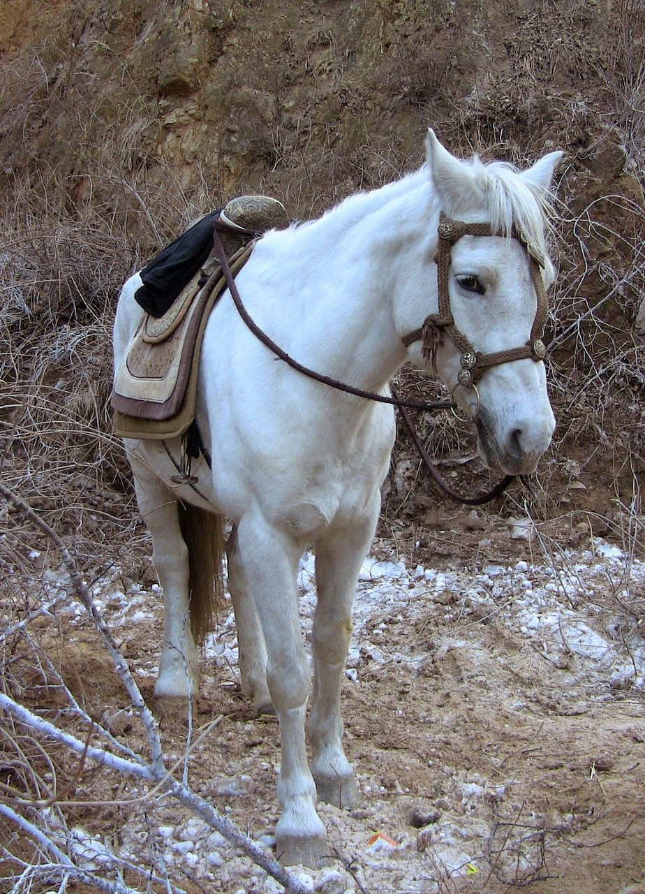 《西游记》拍摄完毕后,导演杨洁将忠诚的白龙马安置在无锡的养马场