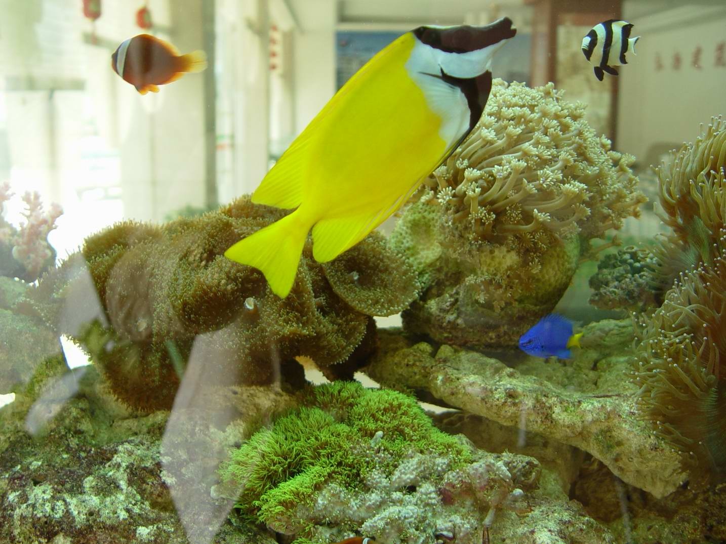 动物知识科普,小编带你了解狐狸鱼