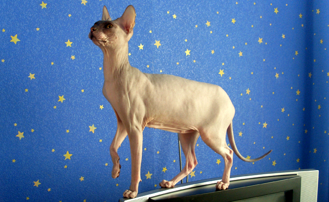 19俄罗斯蓝:这只猫的皮毛很灰,在适当的光线下看起来几乎是蓝色的.