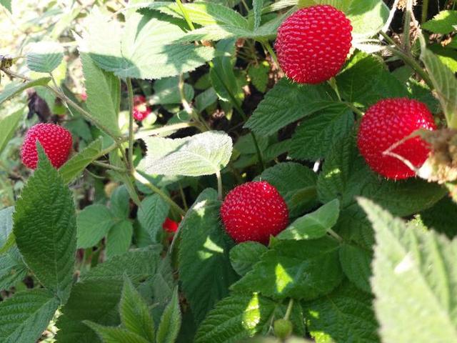 这些酸酸甜甜的小红果子 是童年的味道