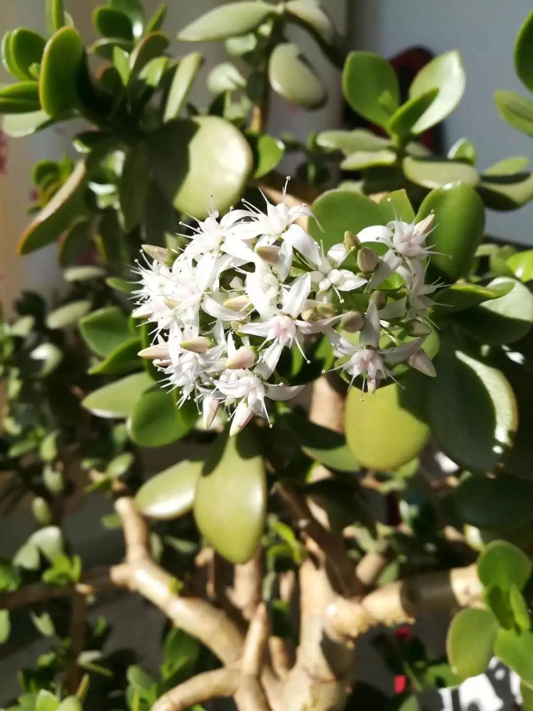 【速看】滨州一市民家十年玉树喜开花,早日开花可以这四步走