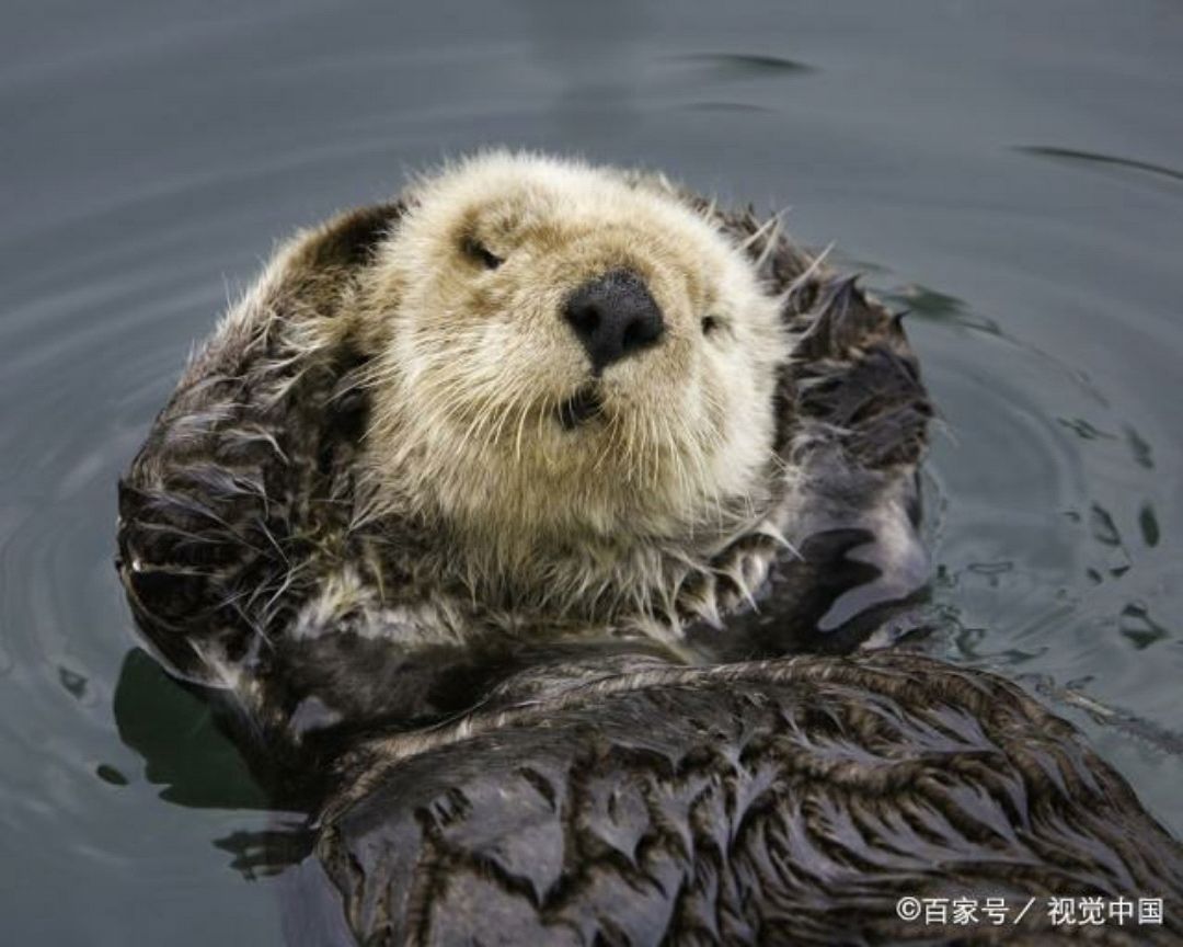 究竟是什么原因,让海獭睡觉的时候总是手牵着手呢?