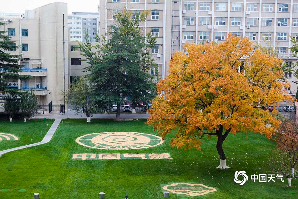 围观中国气象局大院里的"网红树"和大地艺术