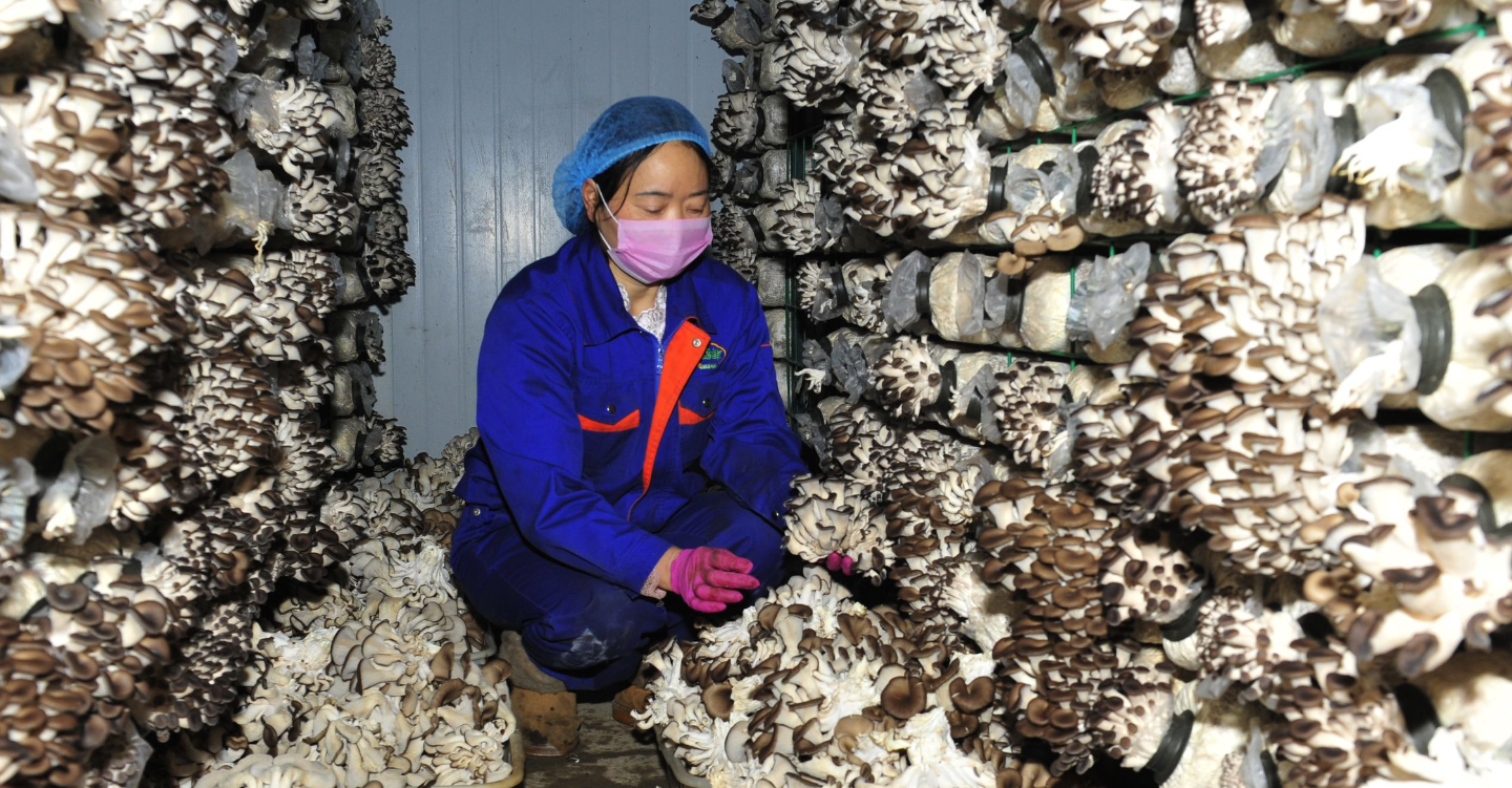 人工养殖蘑菇,大批量生产,你们敢吃吗!