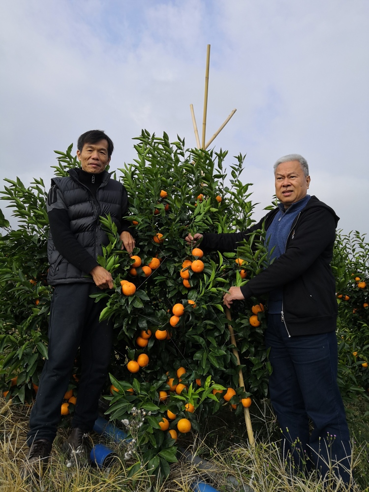 百度愛採購首頁 商品專題_花果3,為了應對以上不良條