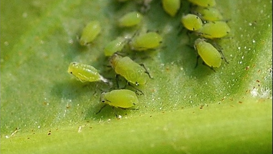 苹果棉蚜知识科普,这些不能错过,应该让更多人知道!