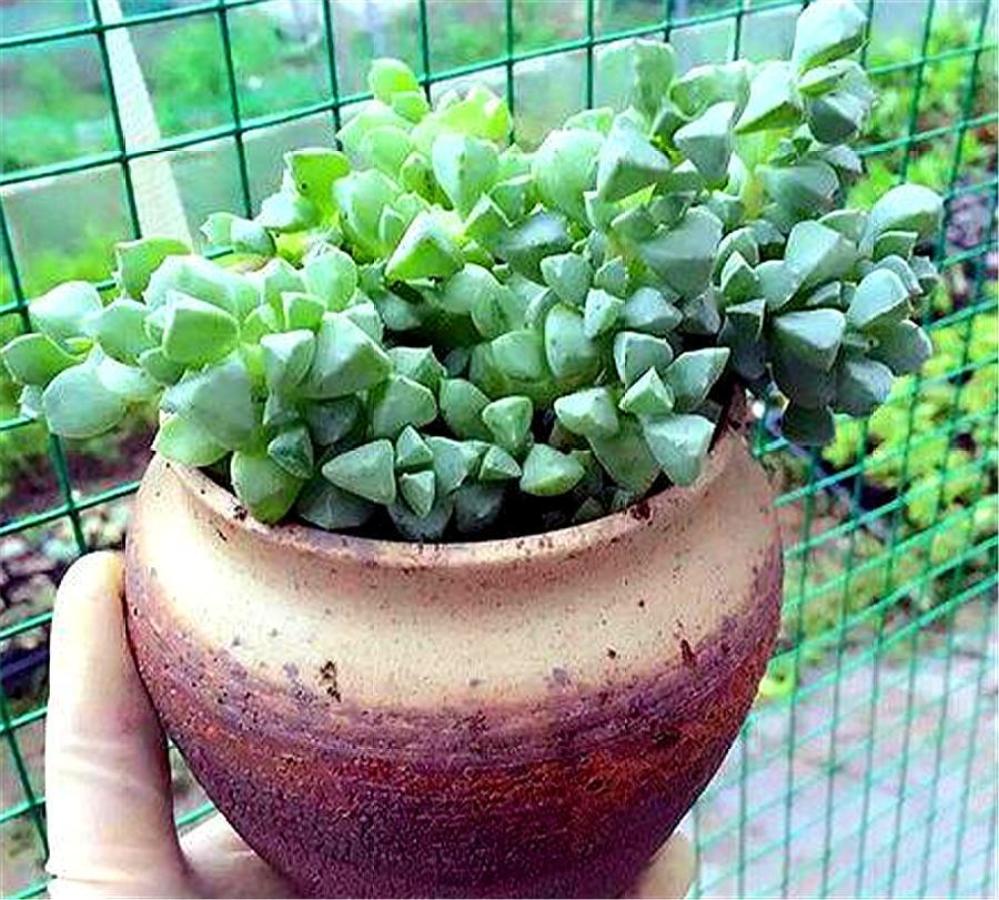 养多肉就选碧玉莲,爆盆简单开花多,只要4招,垂下彩色悬崖桩